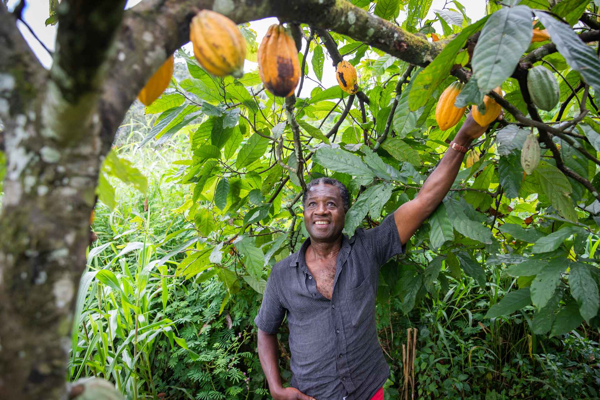 Gilardi Cioccolato - La frequenza del benessere