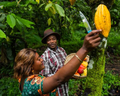 Cioccolato sostenibile: che cosa sapere a riguardo